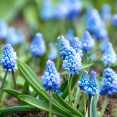 Grape Hyacinth Azureum Bulbs Blooms Species Growing Bonsai Roots Rhizomes Corms Tubers Potted Planting Reblooming Fragrant Garden Flower Seeds Plant Gardening