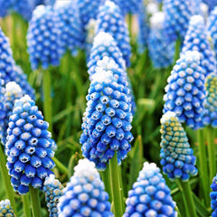 Grape Hyacinth Ocean Magic Bulbs Blooms Species Growing Bonsai Roots Rhizomes Corms Tubers Potted Planting Reblooming Fragrant Garden Flower Seeds Plant Gardening
