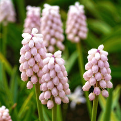 Grape Hyacinth Pink Surprise Bulbs Blooms Species Growing Bonsai Roots Rhizomes Corms Tubers Potted Planting Reblooming Fragrant Garden Flower Seeds Plant Gardening - Seedsplant