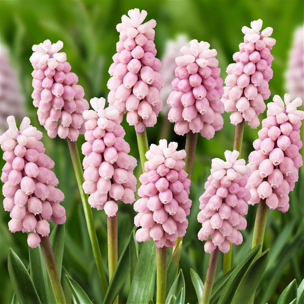 Grape Hyacinth Pink Surprise Bulbs Blooms Species Growing Bonsai Roots Rhizomes Corms Tubers Potted Planting Reblooming Fragrant Garden Flower Seeds Plant Gardening