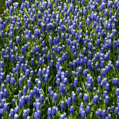 Grape Hyacinth Touch of Snow Bulbs Blooms Species Growing Bonsai Roots Rhizomes Corms Tubers Potted Planting Reblooming Fragrant Garden Flower Seeds Plant Gardening