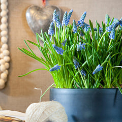 Grape Hyacinth Azureum Bulbs Blooms Species Growing Bonsai Roots Rhizomes Corms Tubers Potted Planting Reblooming Fragrant Garden Flower Seeds Plant Gardening