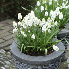 Grape Hyacinth White Bulbs Blooms Species Growing Bonsai Roots Rhizomes Corms Tubers Potted Planting Reblooming Fragrant Garden Flower Seeds Plant Gardening