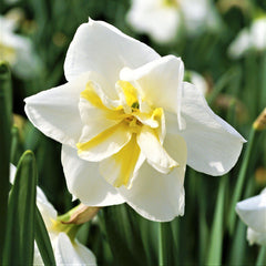 Narcissus Lemon Beauty Daffodil Bulbs Blooms Species Growing Bonsai Roots Rhizomes Corms Tubers Potted Planting Reblooming Fragrant Garden Flower Seeds Plant