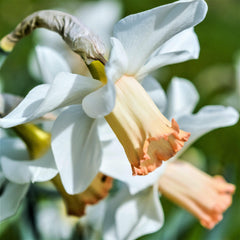 Narcissus Accent Daffodil Bulbs Blooms Species Growing Bonsai Roots Rhizomes Corms Tubers Potted Planting Reblooming Fragrant Garden Flower Seeds Plant