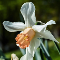 Narcissus Accent Daffodil Bulbs Blooms Species Growing Bonsai Roots Rhizomes Corms Tubers Potted Planting Reblooming Fragrant Garden Flower Seeds Plant
