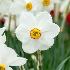 Narcissus Daffodil Spring Long Blooming Mix Bulbs Blooms Species Growing Bonsai Roots Rhizomes Corms Tubers Potted Planting Reblooming Fragrant Garden Flower Seeds Plant