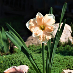 Narcissus Apricot Whirl Daffodil Bulbs Blooms Species Growing Bonsai Roots Rhizomes Corms Tubers Potted Planting Reblooming Fragrant Garden Flower Seeds Plant