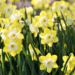 Narcissus Avalon Daffodil Bulbs Blooms Species Growing Bonsai Roots Rhizomes Corms Tubers Potted Planting Reblooming Fragrant Garden Flower Seeds Plant