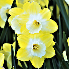 Narcissus Avalon Daffodil Bulbs Blooms Species Growing Bonsai Roots Rhizomes Corms Tubers Potted Planting Reblooming Fragrant Garden Flower Seeds Plant