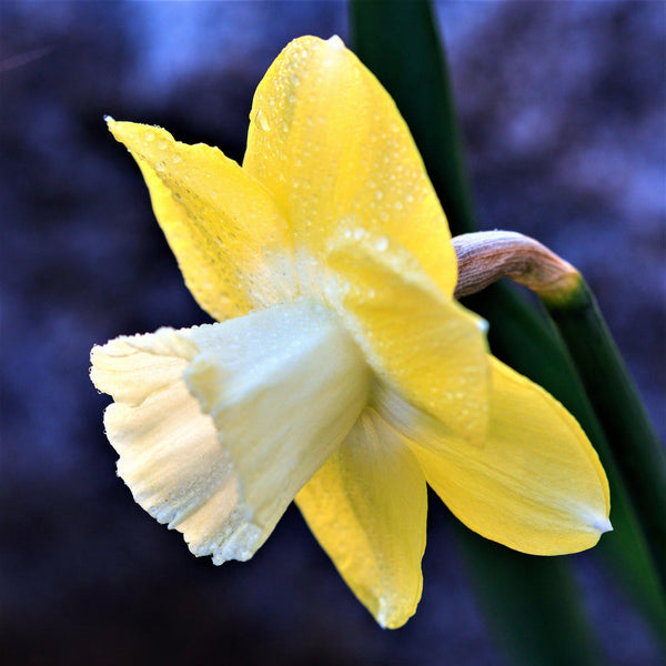 Narcissus Avalon Daffodil Bulbs Blooms Species Growing Bonsai Roots Rhizomes Corms Tubers Potted Planting Reblooming Fragrant Garden Flower Seeds Plant