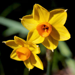 Baby Boomer Narcissus Daffodil Bulbs Blooms Species Growing Bonsai Roots Rhizomes Corms Tubers Potted Planting Reblooming Fragrant Garden Flower Seeds Plant