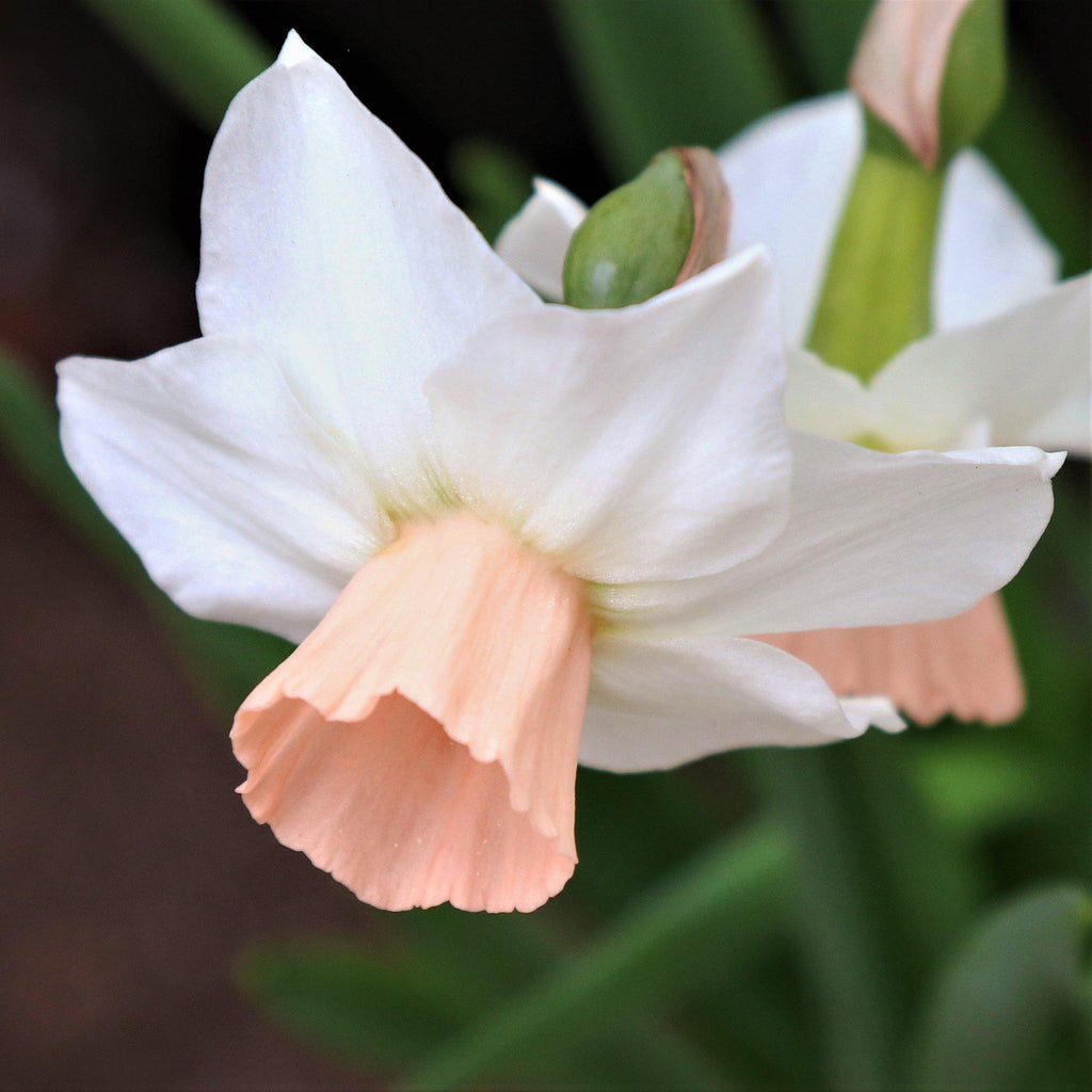 Narcissus Bell Song Daffodil Bulbs Blooms Species Growing Bonsai Roots Rhizomes Corms Tubers Potted Planting Reblooming Fragrant Garden Flower Seeds Plant - Seedsplant