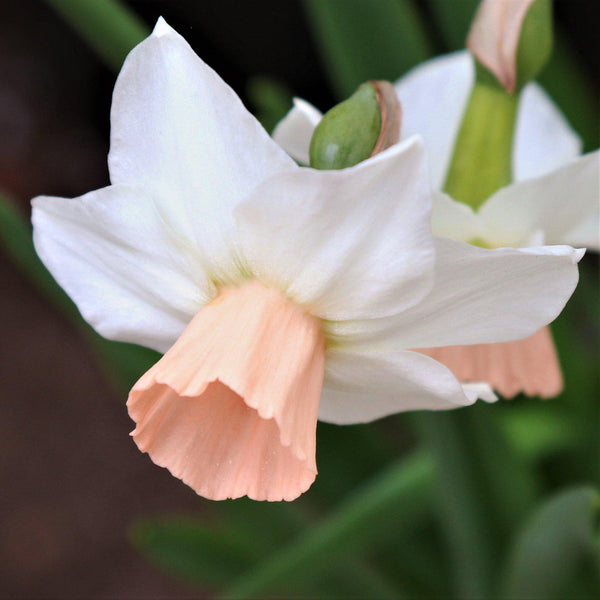 Narcissus Bell Song Daffodil Bulbs Blooms Species Growing Bonsai Roots Rhizomes Corms Tubers Potted Planting Reblooming Fragrant Garden Flower Seeds Plant