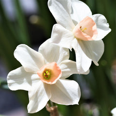 Narcissus Bell Song Daffodil Bulbs Blooms Species Growing Bonsai Roots Rhizomes Corms Tubers Potted Planting Reblooming Fragrant Garden Flower Seeds Plant - Seedsplant