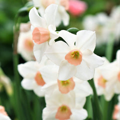 Narcissus Bell Song Daffodil Bulbs Blooms Species Growing Bonsai Roots Rhizomes Corms Tubers Potted Planting Reblooming Fragrant Garden Flower Seeds Plant - Seedsplant