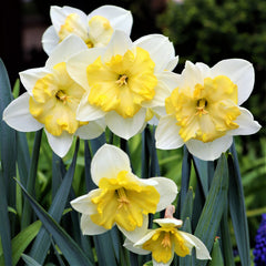 Narcissus Bella Estrella Daffodil Bulbs Blooms Species Growing Bonsai Roots Rhizomes Corms Tubers Potted Planting Reblooming Fragrant Garden Flower Seeds Plant