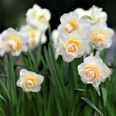 Narcissus Bridal Crown Daffodil Bulbs Blooms Species Growing Bonsai Roots Rhizomes Corms Tubers Potted Planting Reblooming Fragrant Garden Flower Seeds Plant