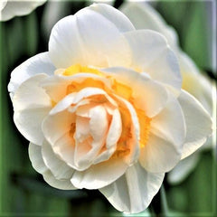 Narcissus Bridal Crown Daffodil Bulbs Blooms Species Growing Bonsai Roots Rhizomes Corms Tubers Potted Planting Reblooming Fragrant Garden Flower Seeds Plant