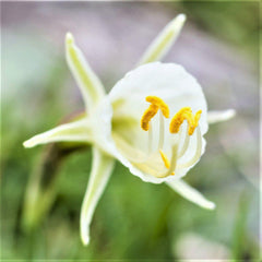 Narcissus Bulbocodium Spoirot Daffodil Bulbs Blooms Species Growing Bonsai Roots Rhizomes Corms Tubers Potted Planting Reblooming Fragrant Garden Flower Seeds Plant - Seedsplant