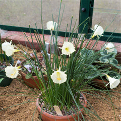 Narcissus Bulbocodium Spoirot Daffodil Bulbs Blooms Species Growing Bonsai Roots Rhizomes Corms Tubers Potted Planting Reblooming Fragrant Garden Flower Seeds Plant - Seedsplant