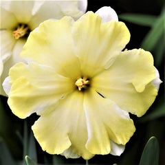 Butterfly Cassata Daffodil Narcissus Bulbs Blooms Species Growing Bonsai Roots Rhizomes Corms Tubers Potted Planting Reblooming Fragrant Garden Flower Seeds Plant
