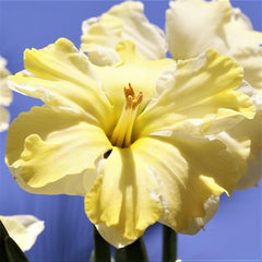 Butterfly Cassata Daffodil Narcissus Bulbs Blooms Species Growing Bonsai Roots Rhizomes Corms Tubers Potted Planting Reblooming Fragrant Garden Flower Seeds Plant