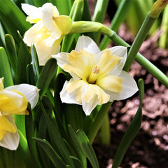 Butterfly Cassata Daffodil Narcissus Bulbs Blooms Species Growing Bonsai Roots Rhizomes Corms Tubers Potted Planting Reblooming Fragrant Garden Flower Seeds Plant