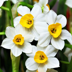 Narcissus Daffodil Sweet Petite Mix Blooms Species Growing Bonsai Roots Rhizomes Corms Tubers Potted Planting Reblooming Fragrant Garden Flower Seeds Plant