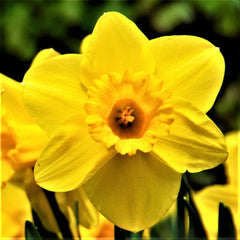 Narcissus Gulf Coast Daffodil Collection Bulbs Blooms Species Growing Bonsai Roots Rhizomes Corms Tubers Potted Planting Reblooming Fragrant Garden Flower Seeds Plant
