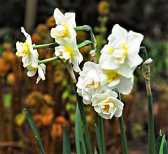 Narcissus Cheerfulness Daffodil Bulbs Blooms Species Growing Bonsai Roots Rhizomes Corms Tubers Potted Planting Reblooming Fragrant Garden Flower Seeds Plant - Seedsplant