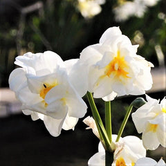 Narcissus Cheerfulness Daffodil Bulbs Blooms Species Growing Bonsai Roots Rhizomes Corms Tubers Potted Planting Reblooming Fragrant Garden Flower Seeds Plant - Seedsplant