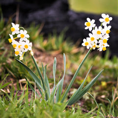 Narcissus Southern Cal Winter Flowering Daffodil Bulbs Blooms Species Growing Bonsai Roots Rhizomes Corms Tubers Potted Planting Reblooming Fragrant Garden Flower Seeds Plant