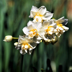Constantinople Daffodil Narcissus Bulbs Blooms Species Growing Bonsai Roots Rhizomes Corms Tubers Potted Planting Reblooming Fragrant Garden Flower Seeds Plant
