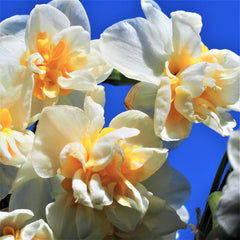Constantinople Daffodil Narcissus Bulbs Blooms Species Growing Bonsai Roots Rhizomes Corms Tubers Potted Planting Reblooming Fragrant Garden Flower Seeds Plant