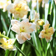 Cum Laude Daffodil Narcissus Bulbs Blooms Species Growing Bonsai Roots Rhizomes Corms Tubers Potted Planting Reblooming Fragrant Garden Flower Seeds Plant