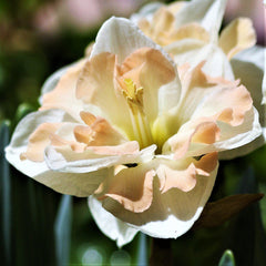 Cum Laude Daffodil Narcissus Bulbs Blooms Species Growing Bonsai Roots Rhizomes Corms Tubers Potted Planting Reblooming Fragrant Garden Flower Seeds Plant