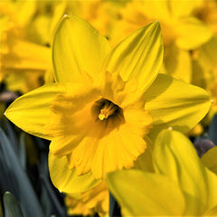 Dutch Master Daffodil Narcissus Bulbs Blooms Species Growing Bonsai Roots Rhizomes Corms Tubers Potted Planting Reblooming Fragrant Garden Flower Seeds Plant
