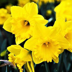 Dutch Master Daffodil Narcissus Bulbs Blooms Species Growing Bonsai Roots Rhizomes Corms Tubers Potted Planting Reblooming Fragrant Garden Flower Seeds Plant