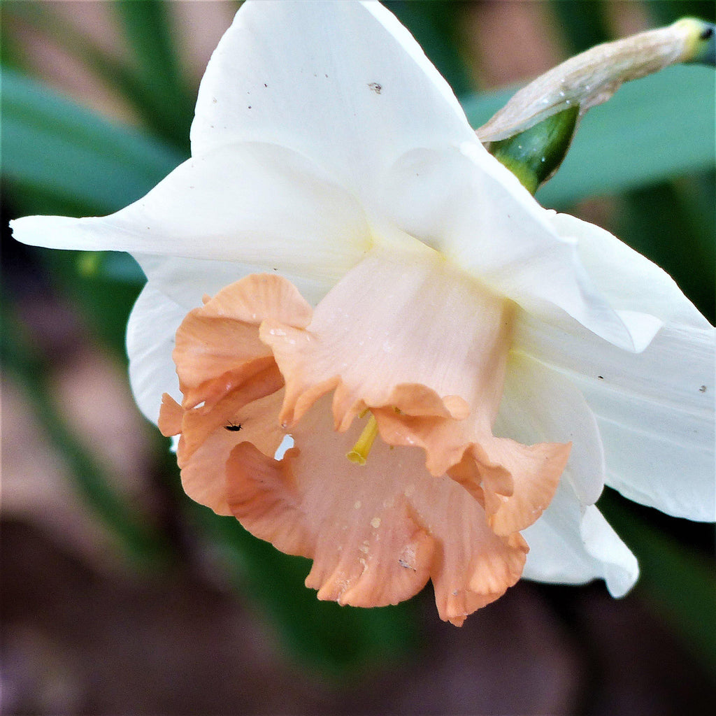 easter flower seeds Narcissus Easter Bonnet Daffodil Bulbs Blooms Species Growing Bonsai Roots Rhizomes Corms Tubers Potted Planting Reblooming Fragrant Garden Flower Seeds Plant