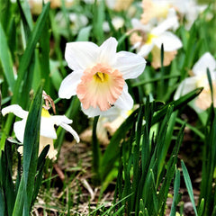 Narcissus Easter Bonnet Daffodil Bulbs Blooms Species Growing Bonsai Roots Rhizomes Corms Tubers Potted Planting Reblooming Fragrant Garden Flower Seeds Plant