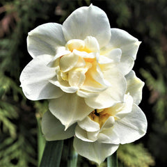 Narcissus Southern Cal Winter Flowering Daffodil Bulbs Blooms Species Growing Bonsai Roots Rhizomes Corms Tubers Potted Planting Reblooming Fragrant Garden Flower Seeds Plant