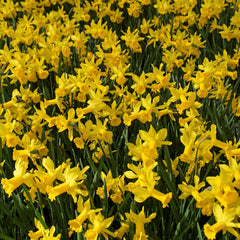 February Gold Daffodil Narcissus Bulbs Blooms Species Growing Bonsai Roots Rhizomes Corms Tubers Potted Planting Reblooming Fragrant Garden Flower Seeds Plant