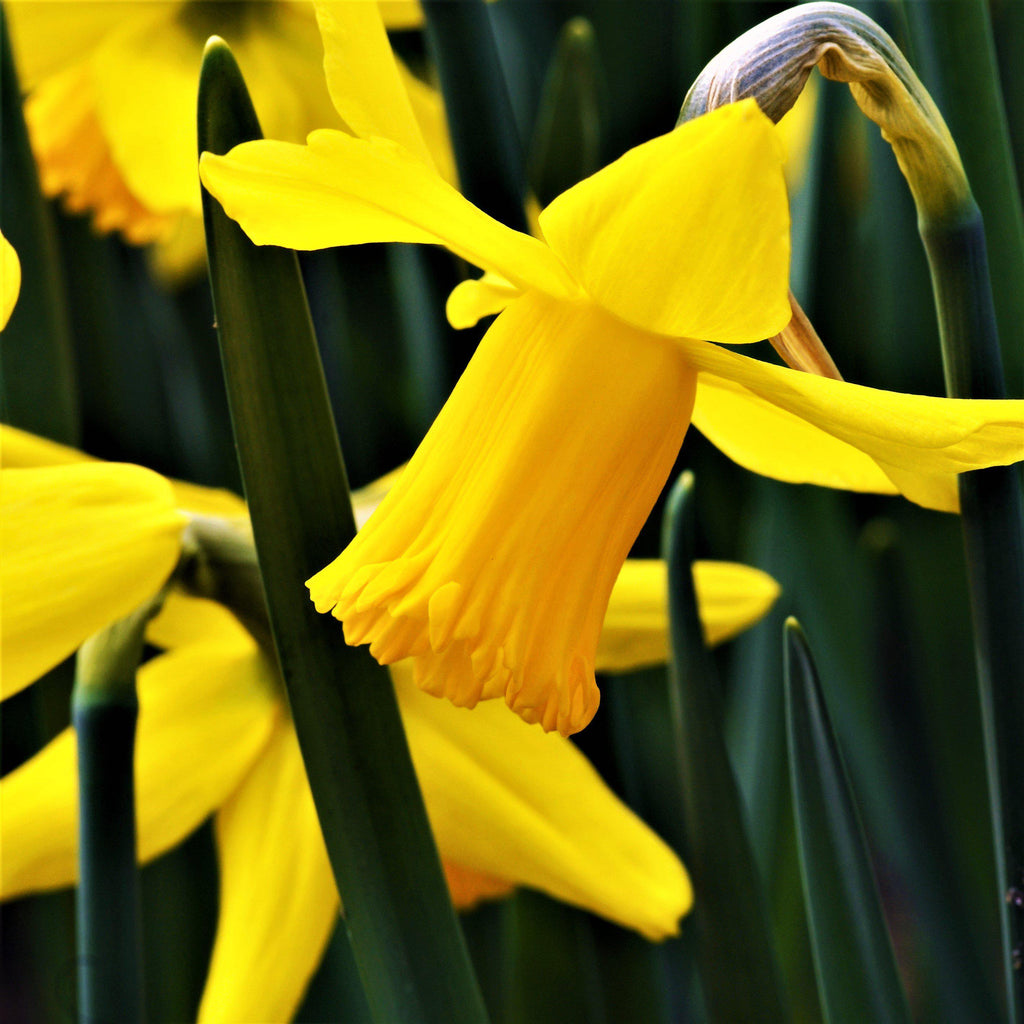 February Gold Daffodil Narcissus Bulbs Blooms Species Growing Bonsai Roots Rhizomes Corms Tubers Potted Planting Reblooming Fragrant Garden Flower Seeds Plant