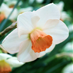 Fragrant Rose Daffodil Mixture Narcissus Bulbs Blooms Species Growing Bonsai Roots Rhizomes Corms Tubers Potted Planting Reblooming Fragrant Garden Flower Seeds Plant - Seedsplant