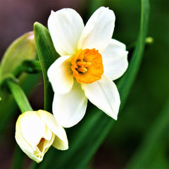 Narcissus Geranium Daffodil Bulbs Blooms Species Growing Bonsai Roots Rhizomes Corms Tubers Potted Planting Reblooming Fragrant Garden Flower Seeds Plant
