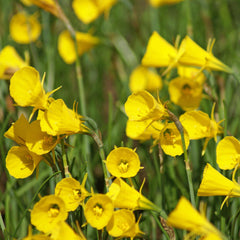 Narcissus Golden Bells Daffodil Bulbs Blooms Species Growing Bonsai Roots Rhizomes Corms Tubers Potted Planting Reblooming Fragrant Garden Flower Seeds Plant
