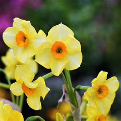 Narcissus Gulf Coast Daffodil Collection Bulbs Blooms Species Growing Bonsai Roots Rhizomes Corms Tubers Potted Planting Reblooming Fragrant Garden Flower Seeds Plant