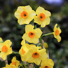 Narcissus Gulf Coast Daffodil Collection Bulbs Blooms Species Growing Bonsai Roots Rhizomes Corms Tubers Potted Planting Reblooming Fragrant Garden Flower Seeds Plant