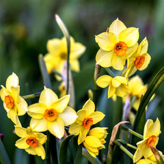 Narcissus Gulf Coast Daffodil Collection Bulbs Blooms Species Growing Bonsai Roots Rhizomes Corms Tubers Potted Planting Reblooming Fragrant Garden Flower Seeds Plant